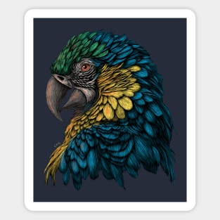 Blue and Gold Macaw Magnet